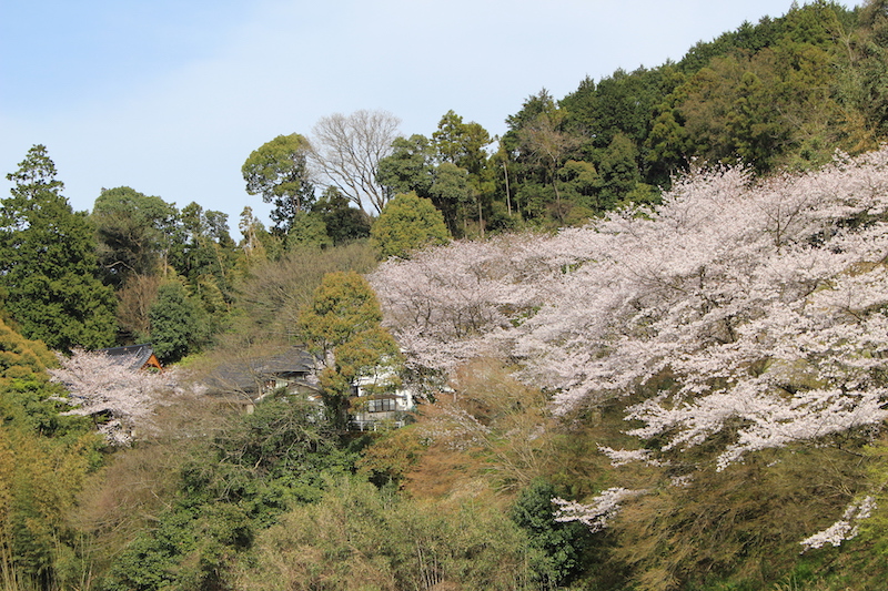 参道の桜