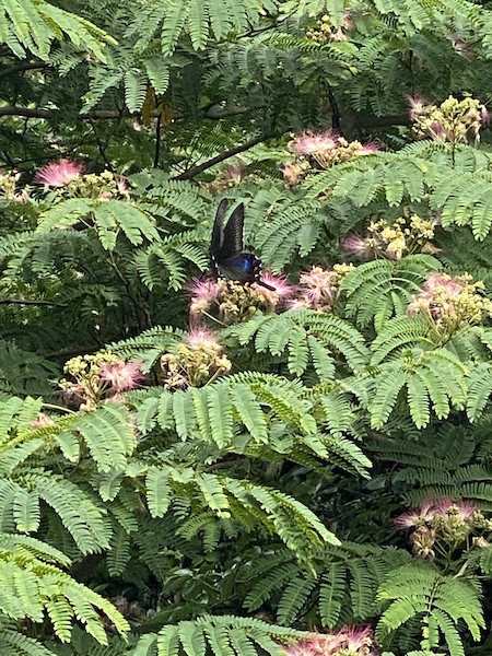 夏の境内の様子です