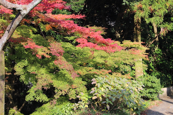 秋の境内の様子